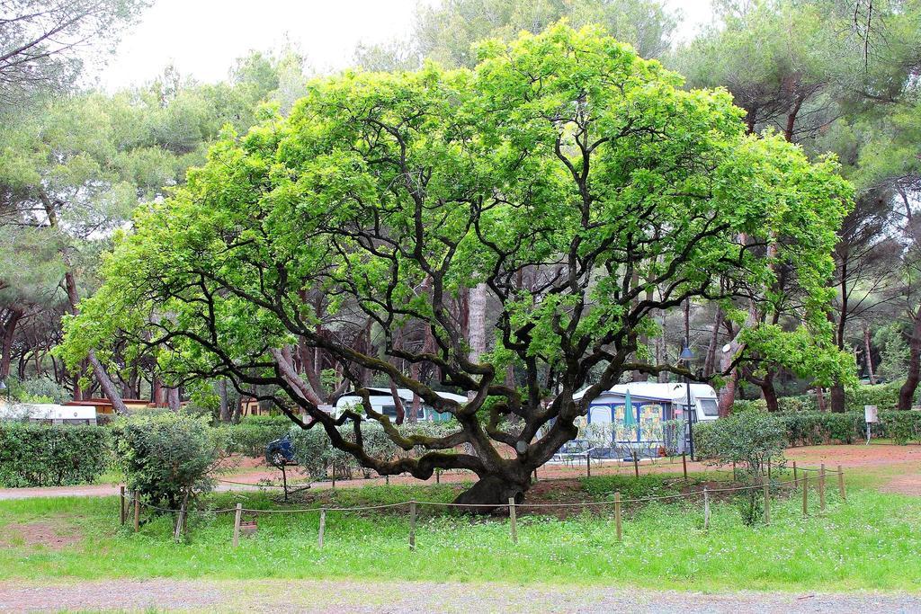 Le Esperidi Camping Ecoresort Marina Di Bibbona Dış mekan fotoğraf